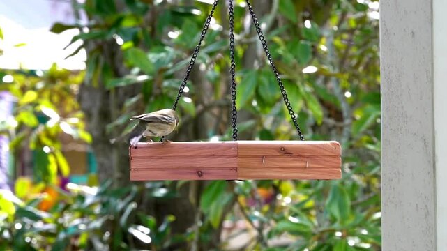 Bird watching a Ruby-crowned Kinglet feeding at a wooden tray feeder with a southern magnolia tree in the background.