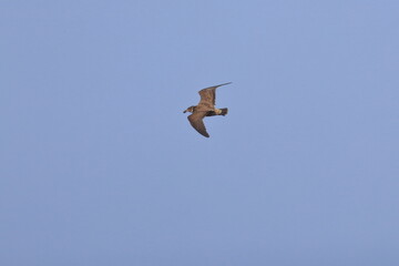 pacific gull
