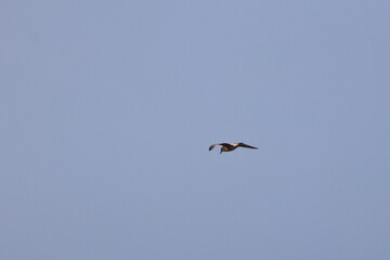 Obraz premium pacific gull