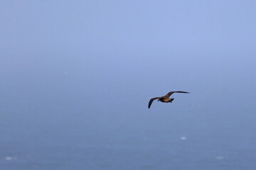 pacific gull