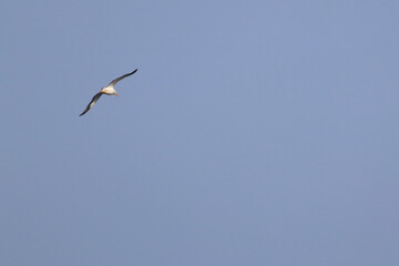 pacific gull