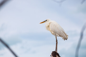 GREAT WHITE HERON ONE A WOODEN BLOCK AT THE SHORE OF HOLBOX, MEXICO 