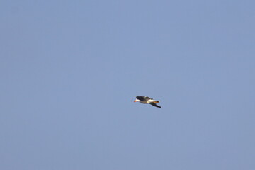 pacific gull