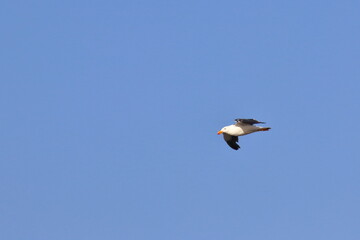 pacific gull