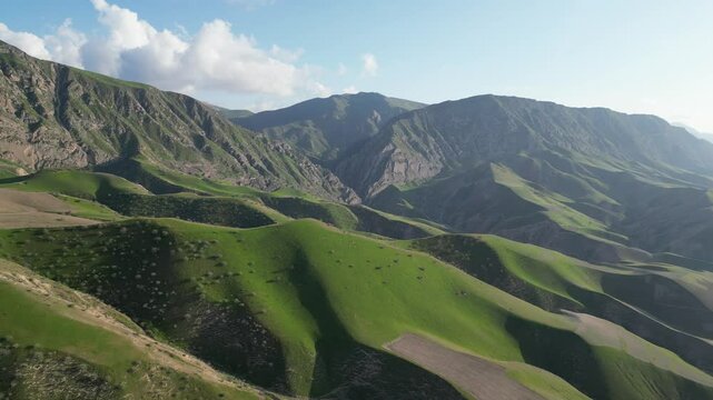 jungle of pistachios in Balkh Afghanistan