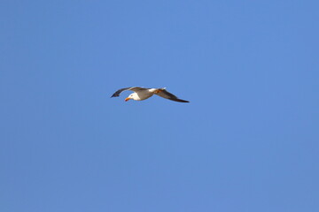 Obraz premium pacific gull