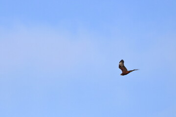 swamp harrier