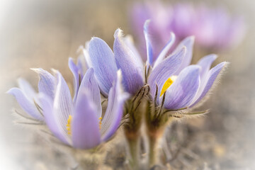 Beautiful pale purple wild crocus wildflowers with image fading towards the corners
