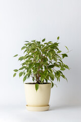 on white background on the table there is a round ribbed soft yellow pot with a bushy ficus small green peace plant oxygen release plant office plant a lot of leaves