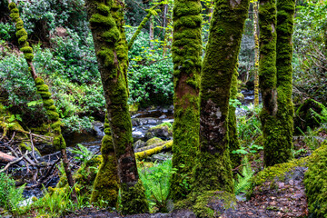Fototapeta premium Fairytale Forest, views on the way to the Torc waterfall in Killarney National Park, Ireland