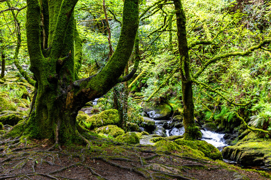 Fairytale Forest, views on the way to the Torc waterfall  in Killarney National Park, Ireland