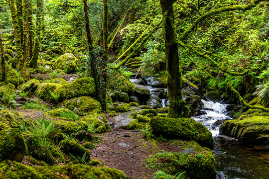 Fairytale Forest, views on the way to the Torc waterfall  in Killarney National Park, Ireland