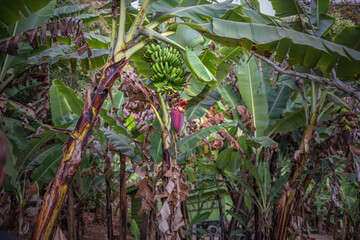 Obraz premium The banana trees with blooming bananas in the national park Monteverde - Costa Rica