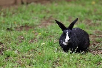 草の上にうずくまる黒いウサギ