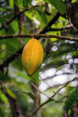 A bright, ripe yellow cacao pod growing on a tree branch surrounded by lush greenery, captured in a tropical forest setting. Perfect for showcasing agriculture, natural growth, and cacao production.