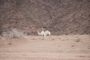 Two white camels standing in the Saudi desert against rocky mountains, showcasing the natural beauty of Arabian wildlife and the traditional landscape of the Arabian Peninsula.