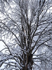 The wonderful colours of Winter