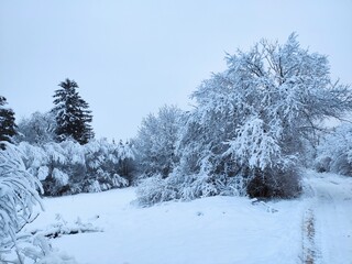 The wonderful colours of Winter