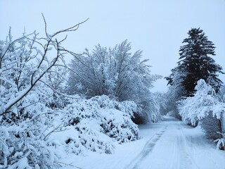 The wonderful colours of Winter