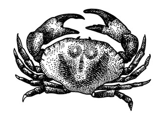 Crab isolated on white background for menu design.  Vintage engraved sketch. Seafood dot drawing collection