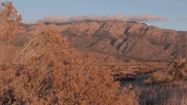 Sandia Mountains with Bush in Foreground