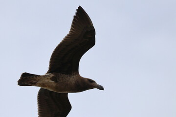 pacific gull