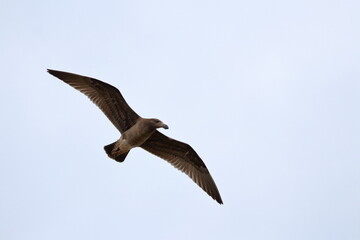 pacific gull