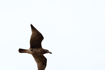 pacific gull