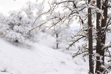 A beautiful snow scene in the mountains.  Fresh snow is falling and covering the trees.