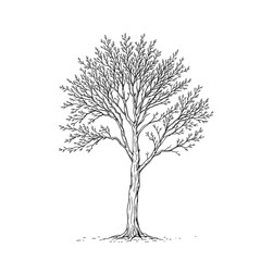 Minimalist black and white tree illustration with intricate roots and branches