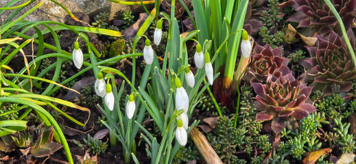 Pretty snowdrop flowers in the February sunshine