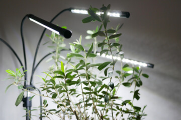 Growing potted olive tree under natural artificial lighting. Lighting of home plants highlighted...