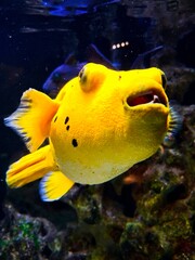 Yellow fish in aquarium