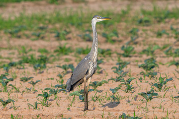 grey heron ardea cinerea