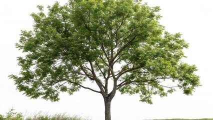 Lush Green Deciduous Tree Isolated on White Background