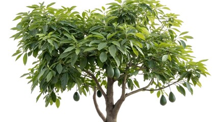 Fototapeta premium Young Avocado Tree with Fruit