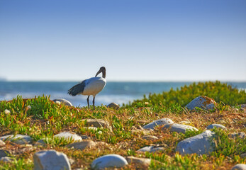 Bird, plants and outdoor for ocean in nature, sustainable environment and healthy ecosystem. Travel, carbon capture and animal for calm on vacation in countryside, eco friendly sea and New Zealand