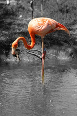 colourful flamingo against black and white background