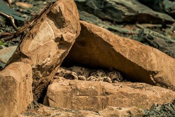 snow leopard sleeping under rocks