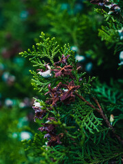 Thuja plant