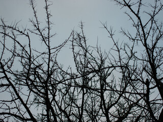 Tree branches
