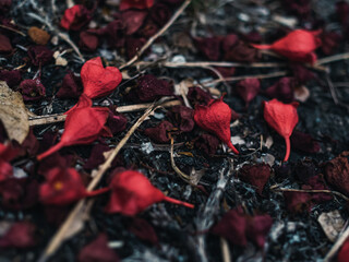 Red flowers on the ground