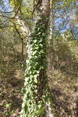 Fototapeta premium A beautiful old tree trunk entwined with green ivy with knots and cracks and twigs. Vertical