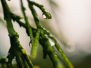 Obraz premium Tree leaves