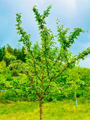 Apple tree in growth: A vibrant young apple tree with developing apples, surrounded by greenery.