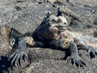 marine iguana looking around on lava rock on Fernandina Island, Espinoza point, Galapagos. 