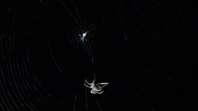 Aranha tecendo a teia