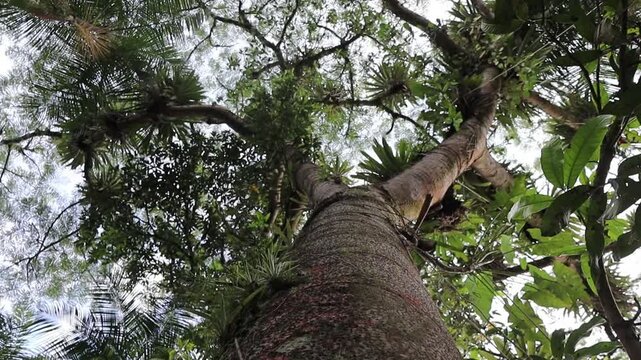 Guapuruvu, &aacute;rvore de grande porte da Mata Atl&acirc;ntica,  com p&aacute;ssaros sobrevoando sobre sua copa.