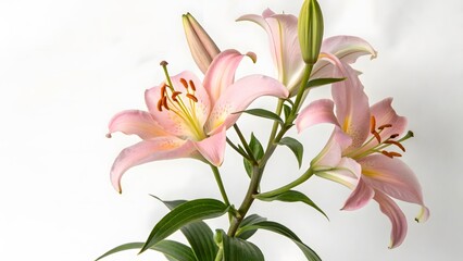 Pink Lilies on White Background