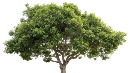 Fototapeta premium Lush Green Neem Tree Isolated on White Background